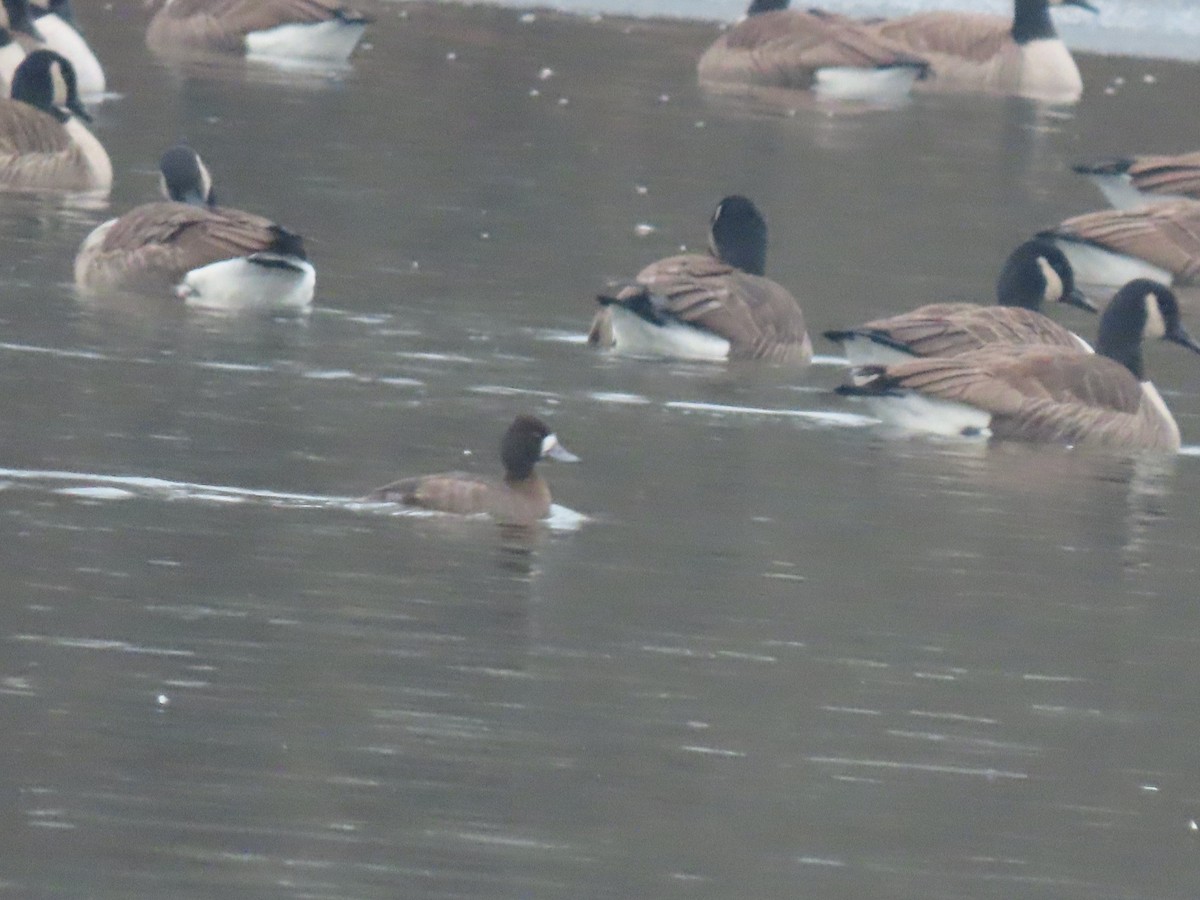 Lesser Scaup - ML646806881