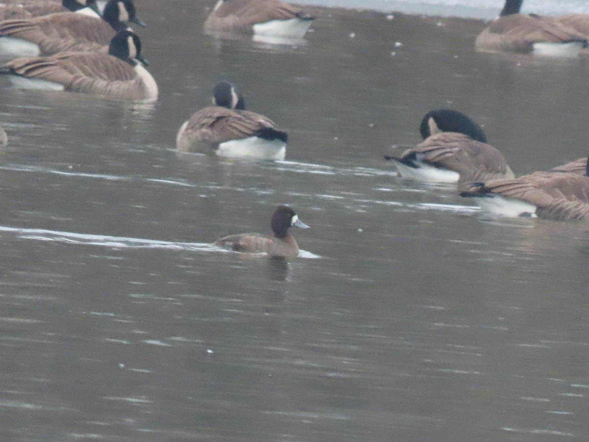 Lesser Scaup - ML646806882