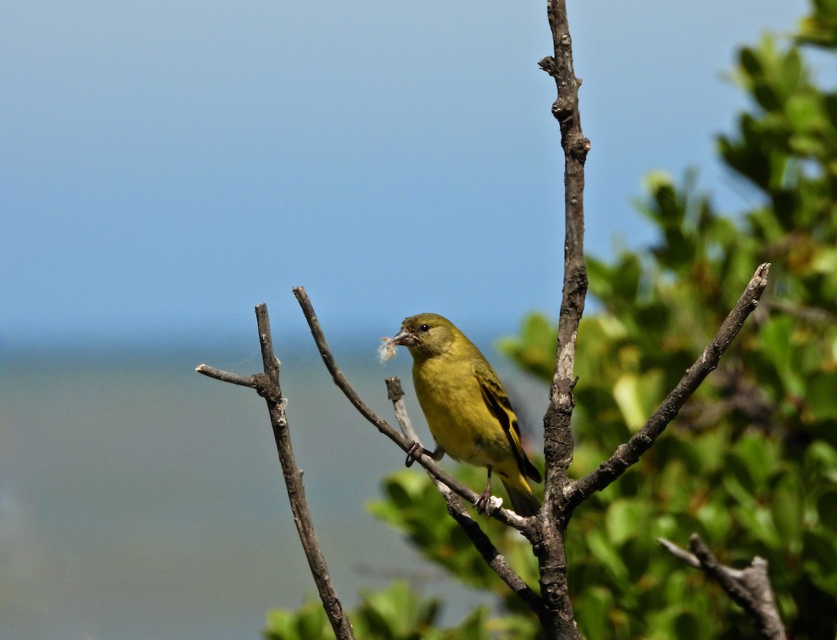Hooded Siskin - ML646806883
