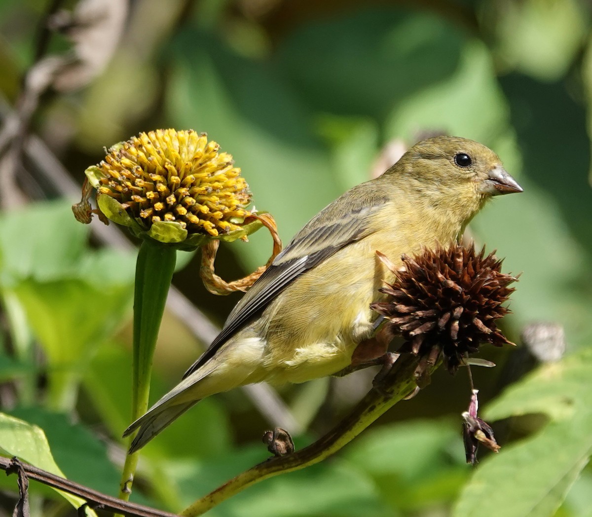Lesser Goldfinch - ML646806886