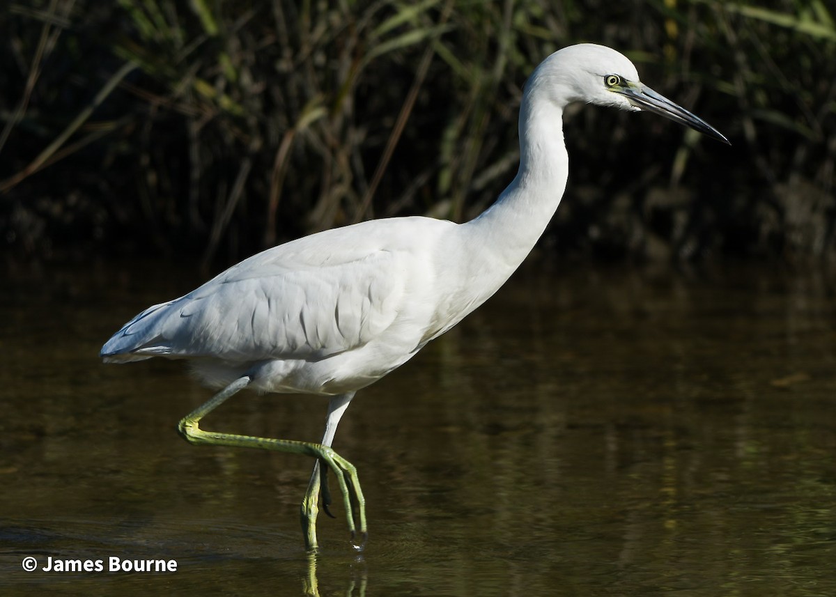 Koartzatxo urdina - ML646806887