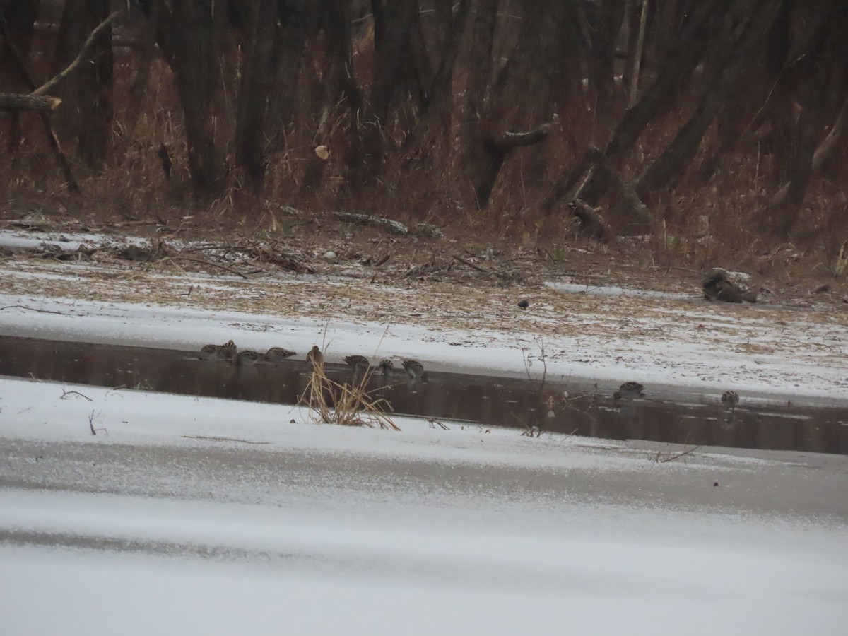 Wilson's Snipe - ML646806889