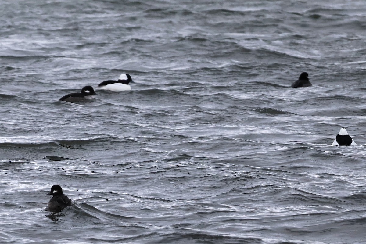 Bufflehead - ML646806890