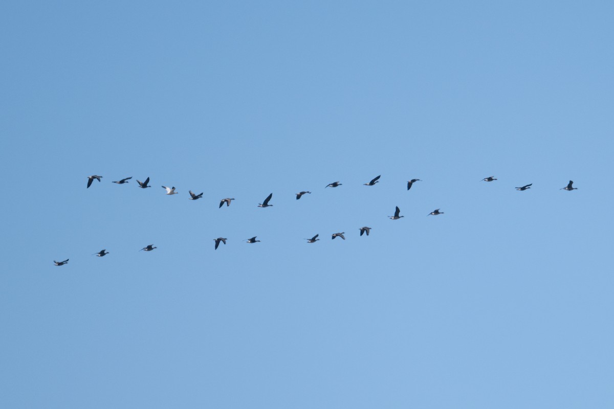 snøgås - ML646806891