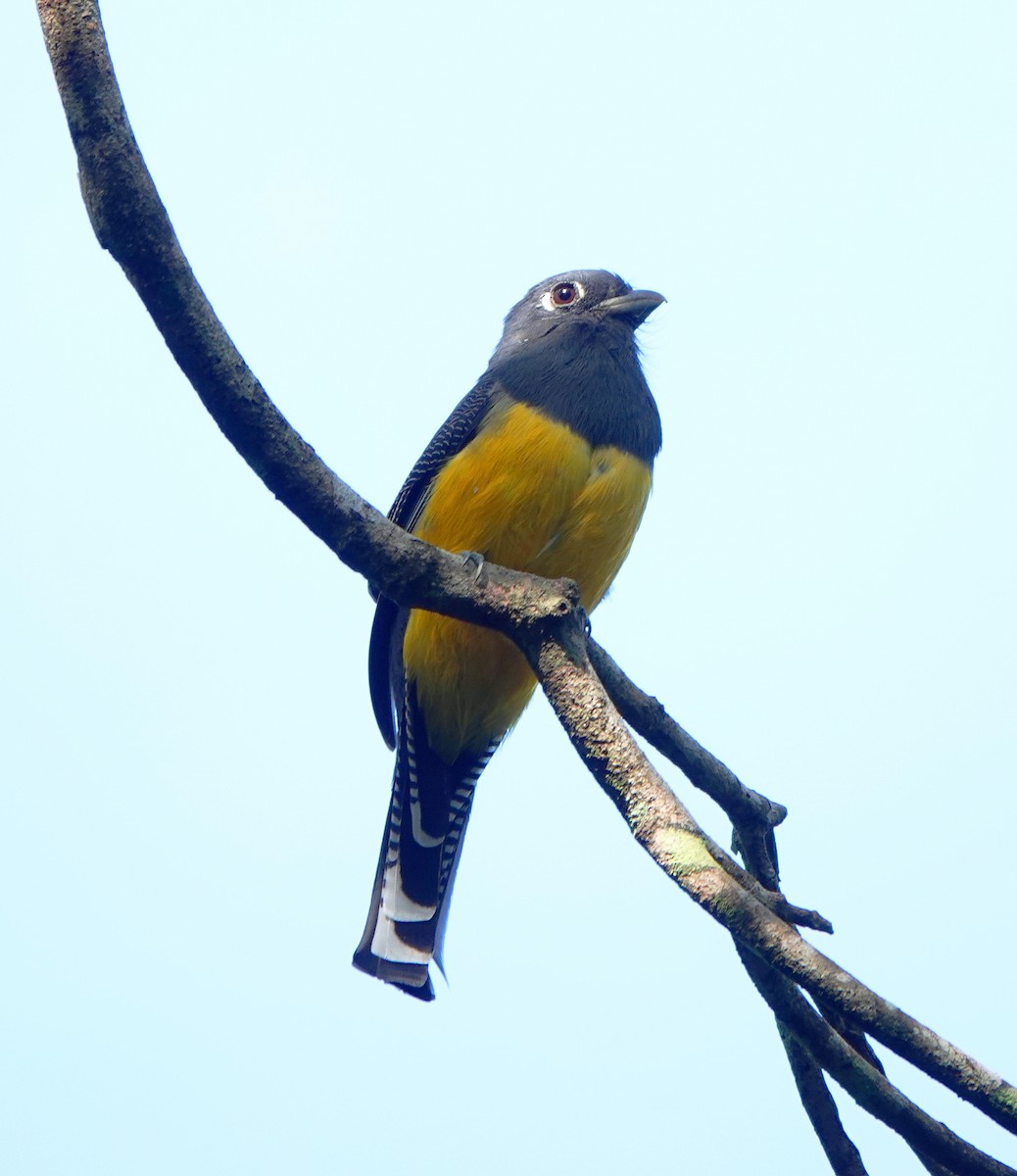 Trogón Caribeño - ML646806892