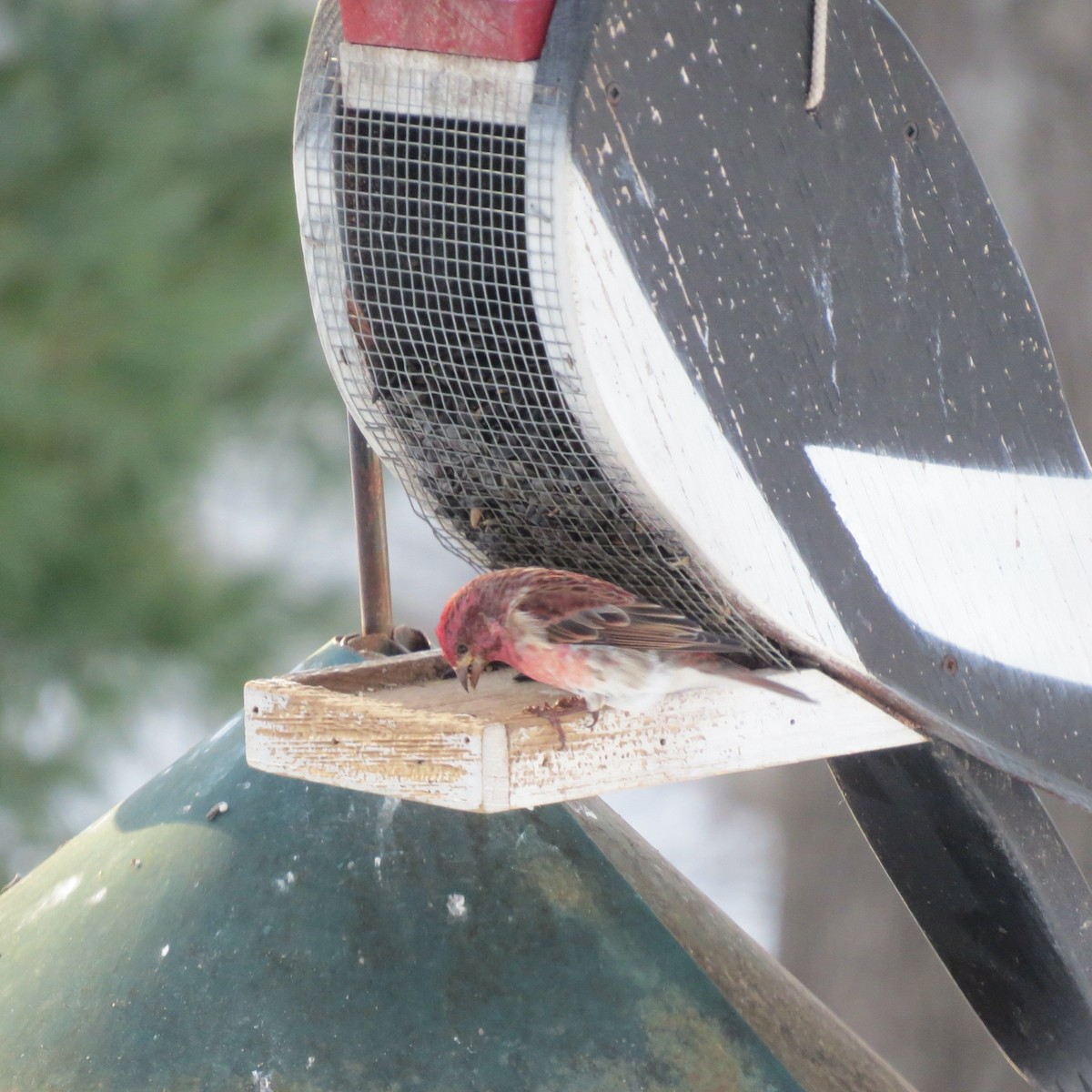 Purple Finch - ML646806893