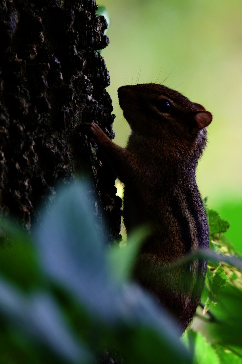 Streifen-Backenhörnchen - ML646806895