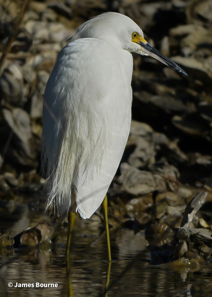 Snowy Egret - ML646806902