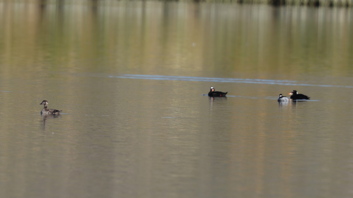 Surf Scoter - ML646806905