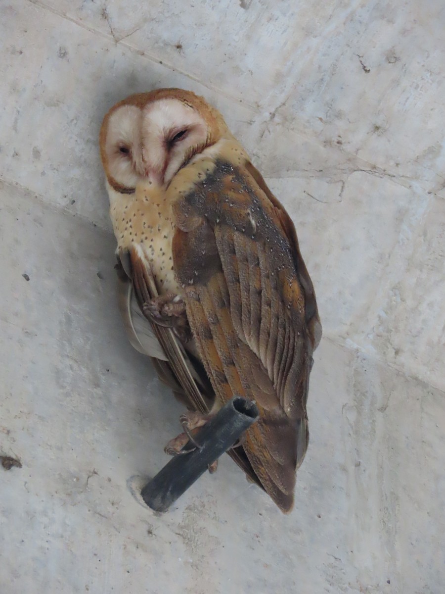 Amerikaschleiereule - ML646806906