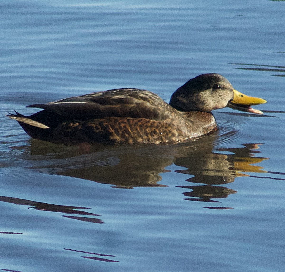 Крижень американський - ML646806907