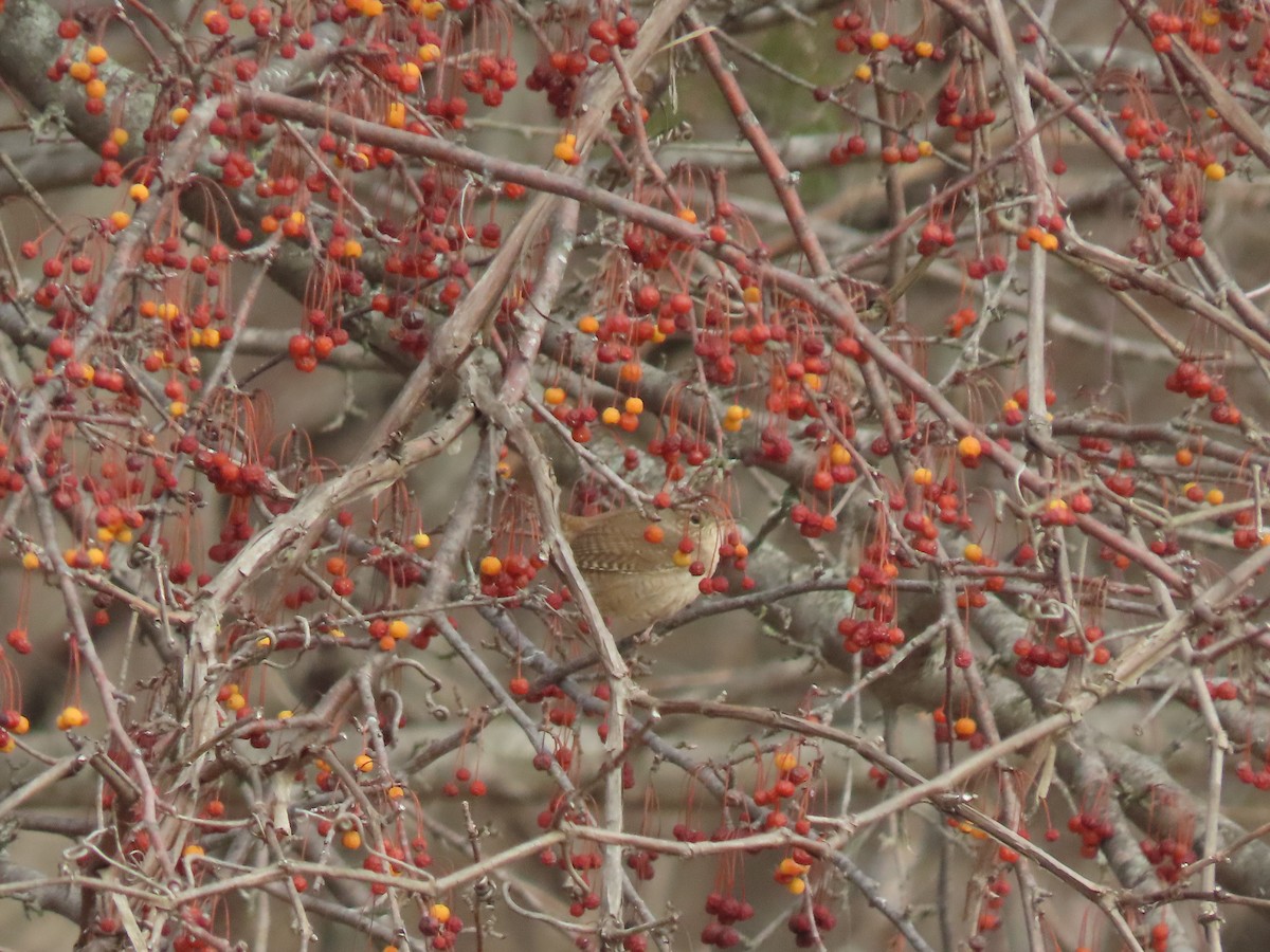 Northern House Wren (Northern) - ML646806908