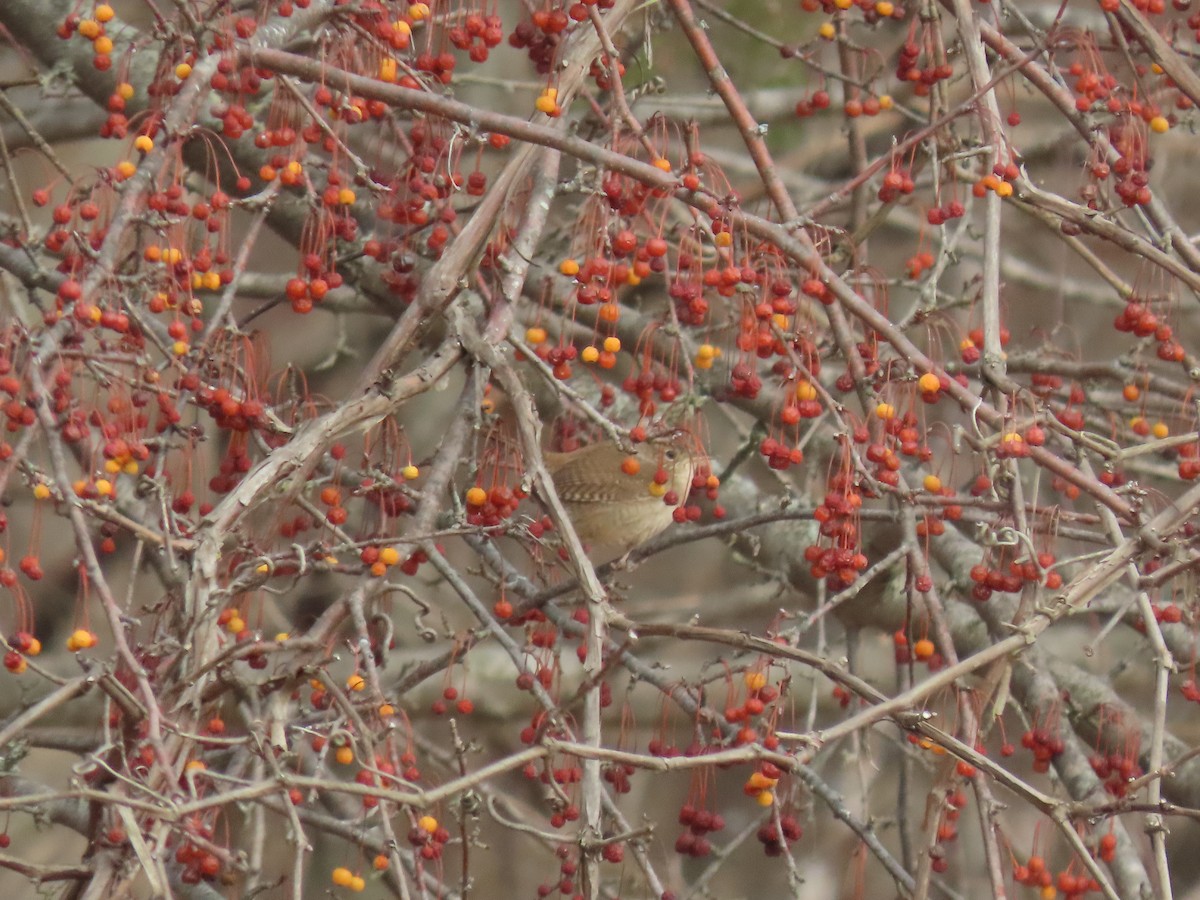 Northern House Wren (Northern) - ML646806909