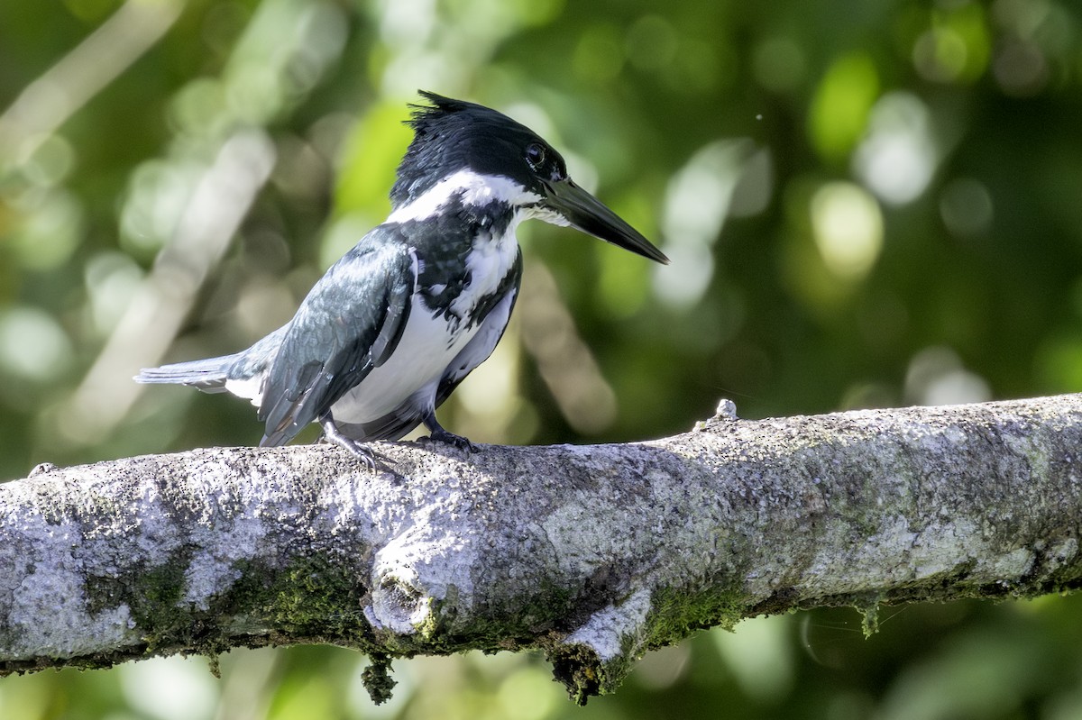 Amazon Kingfisher - ML646806912
