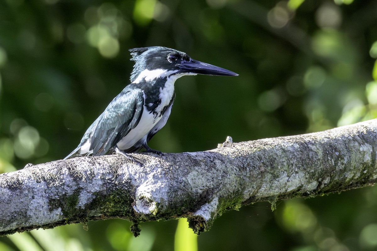 Amazon Kingfisher - ML646806913