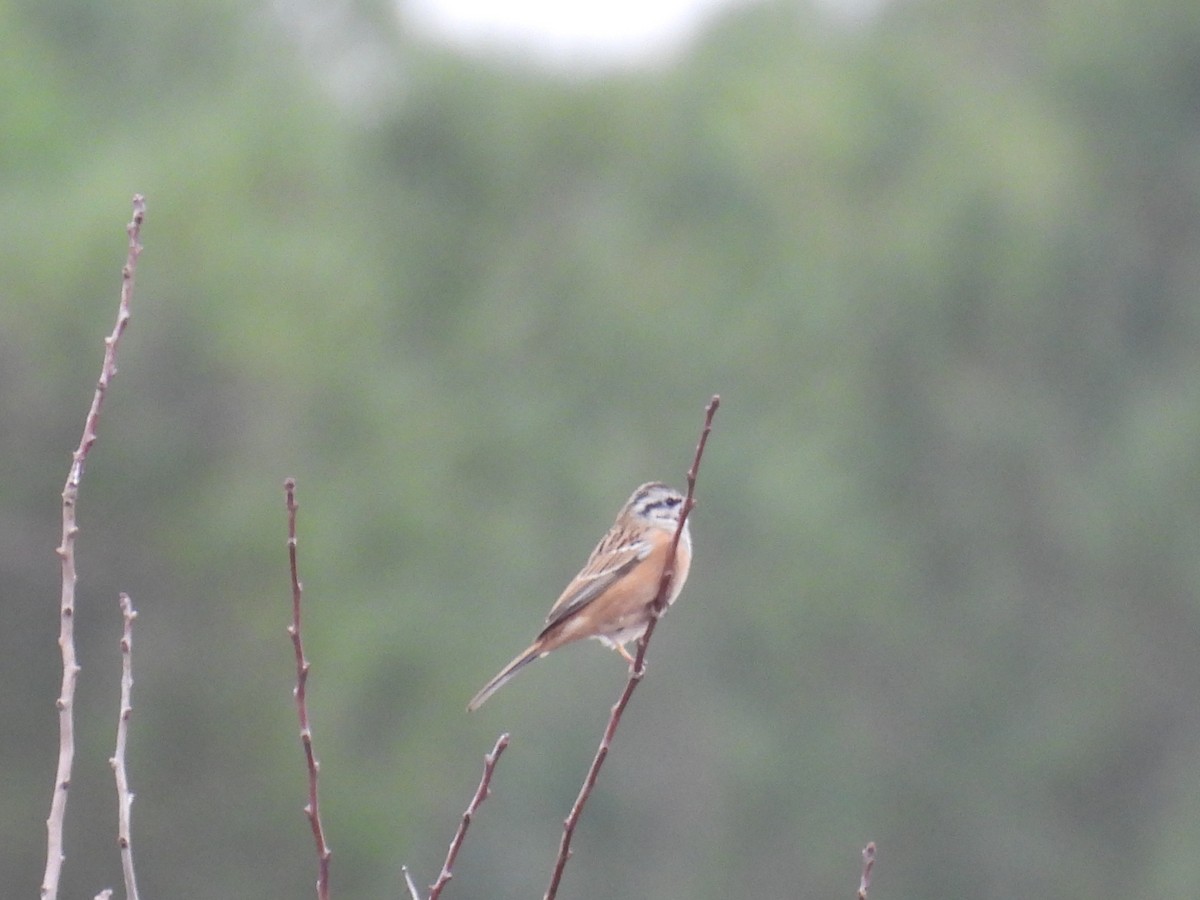 גיבתון סלעים - ML646806914