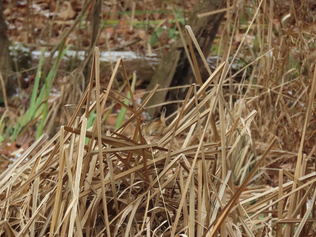 Marsh Wren (palustris Group) - ML646806915