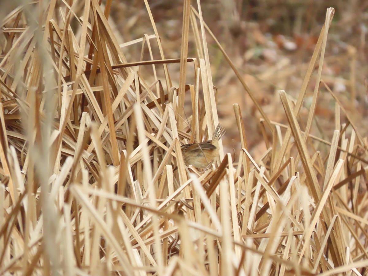 Marsh Wren (palustris Group) - ML646806916