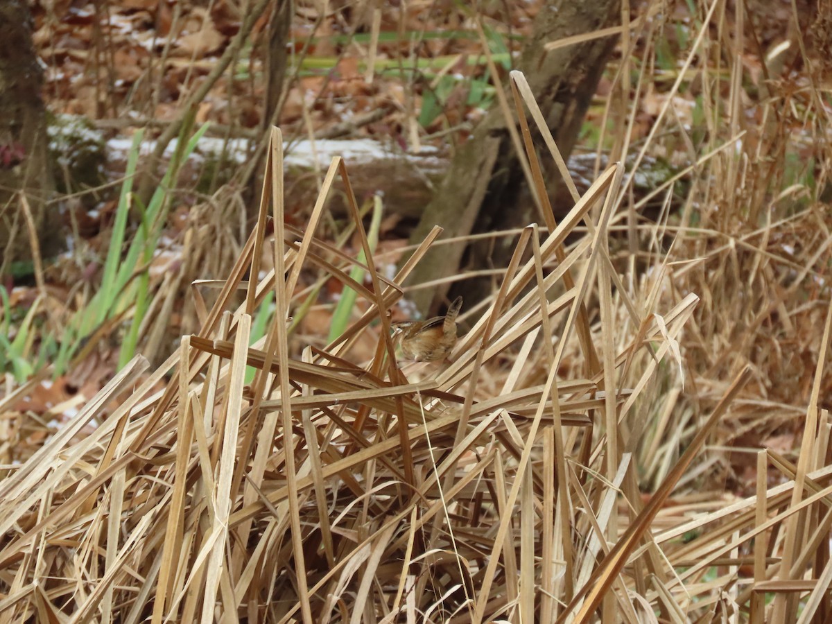 Marsh Wren (palustris Group) - ML646806917