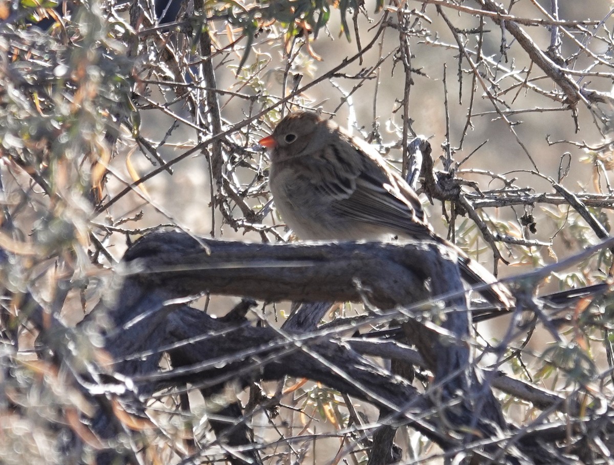 Полевая малая овсянка - ML646806919