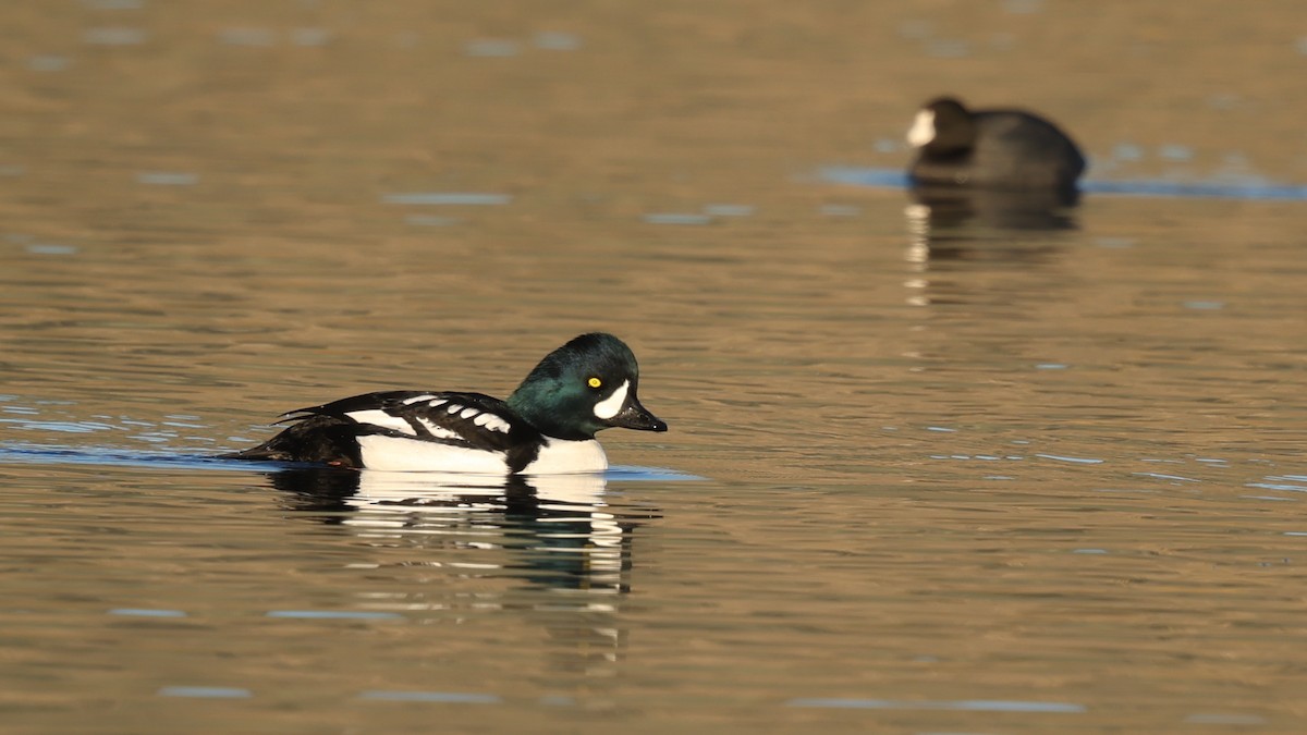 Barrow's Goldeneye - ML646806920