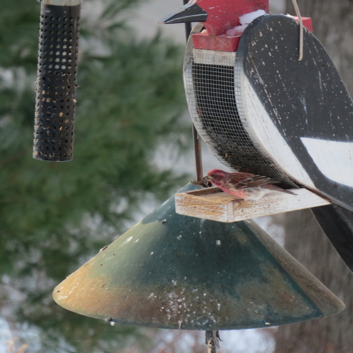 Purple Finch - ML646806921