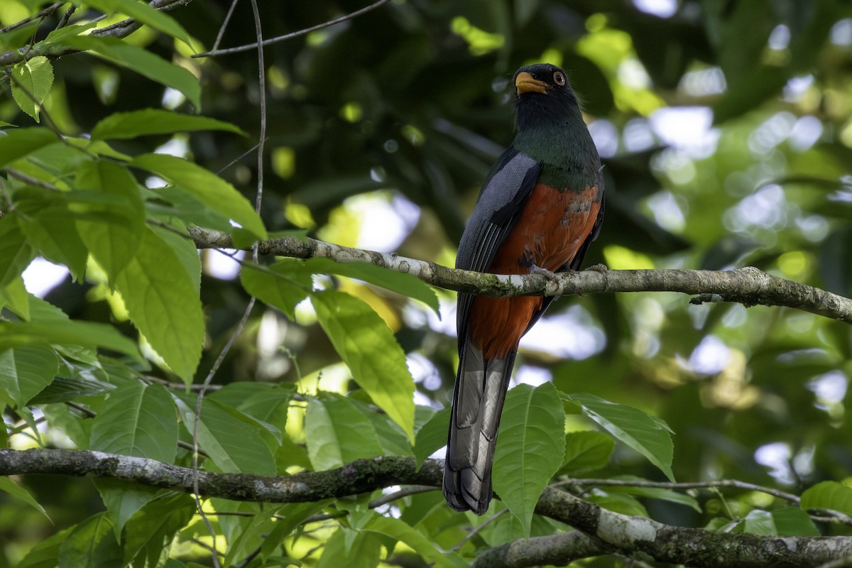 Slaty-tailed Trogon - ML646806925