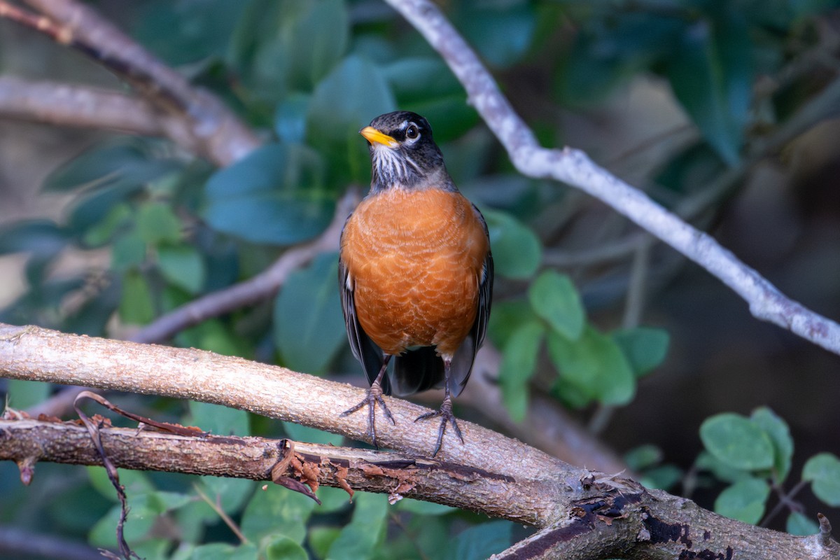 vandretrost - ML646806927