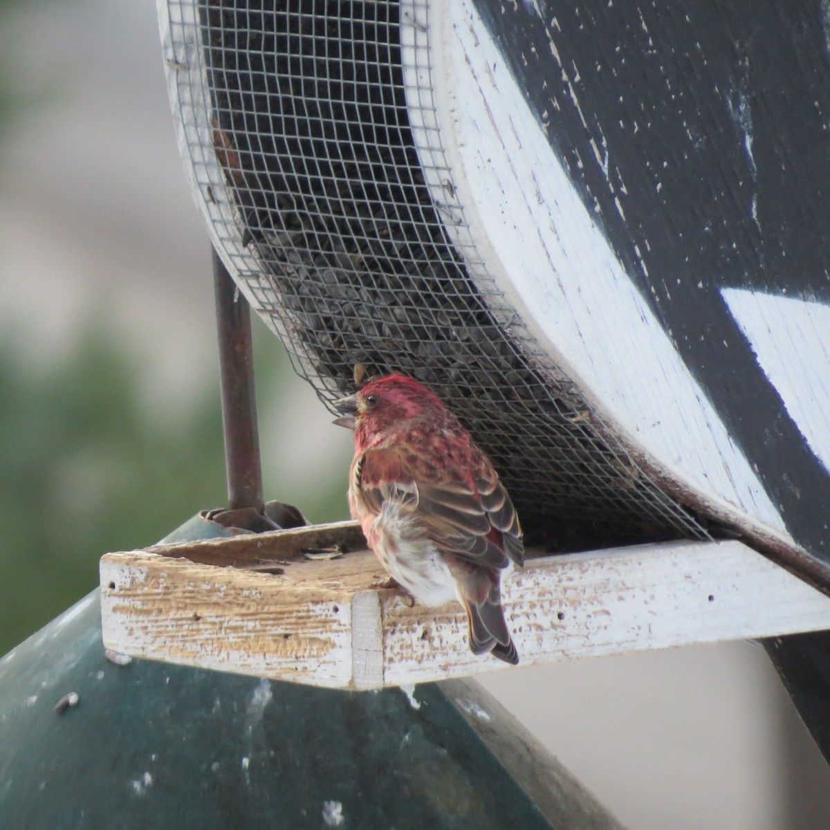 Purple Finch - ML646806928
