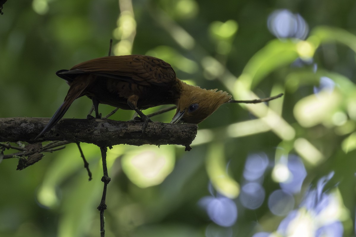 チャバネテンニョゲラ - ML646806929