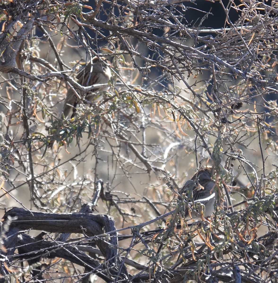 Полевая малая овсянка - ML646806930