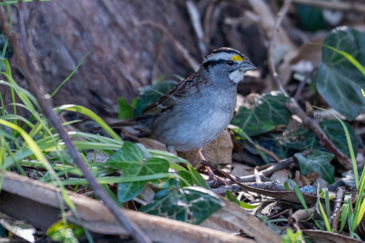 hvitstrupespurv - ML646806931