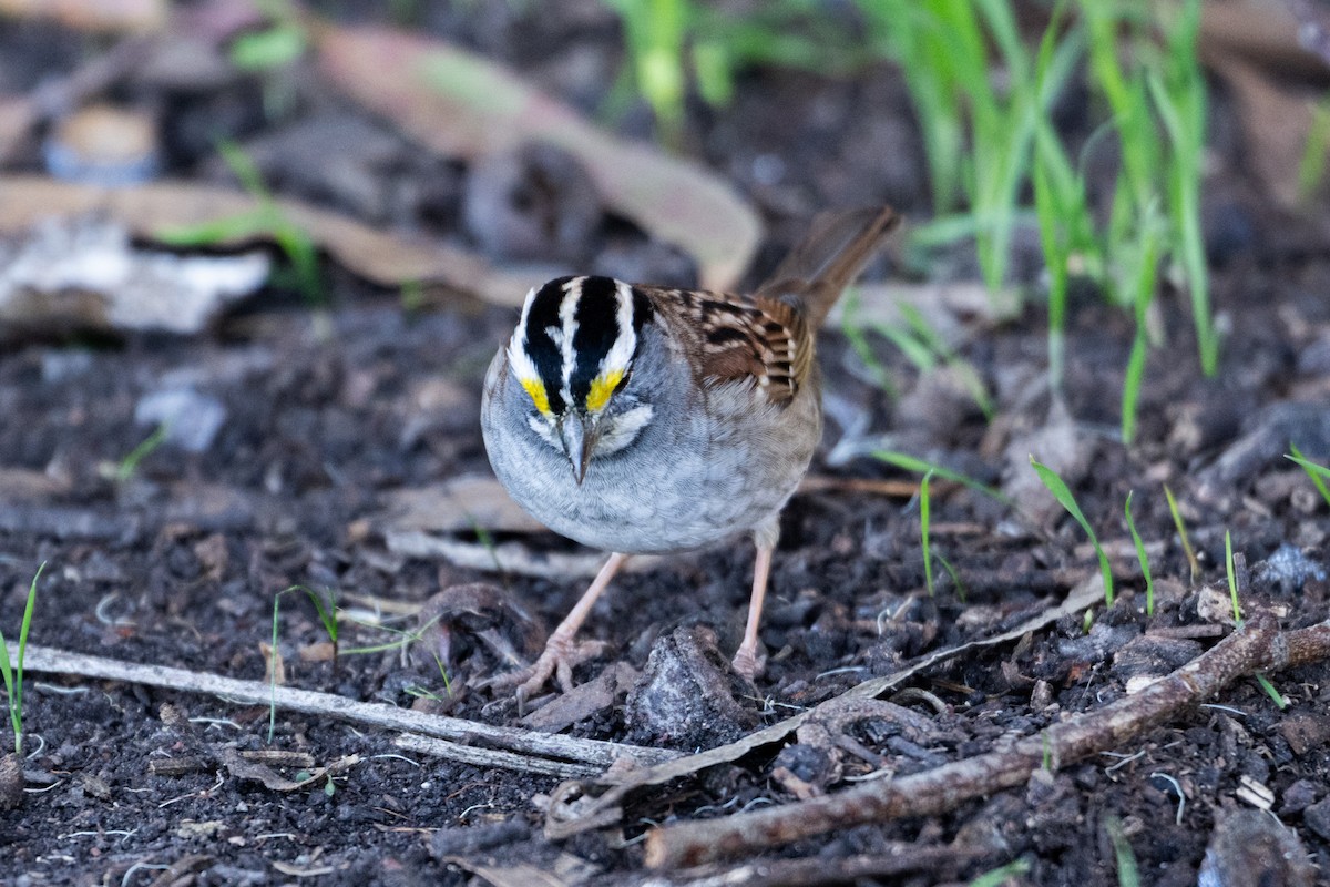 hvitstrupespurv - ML646806932