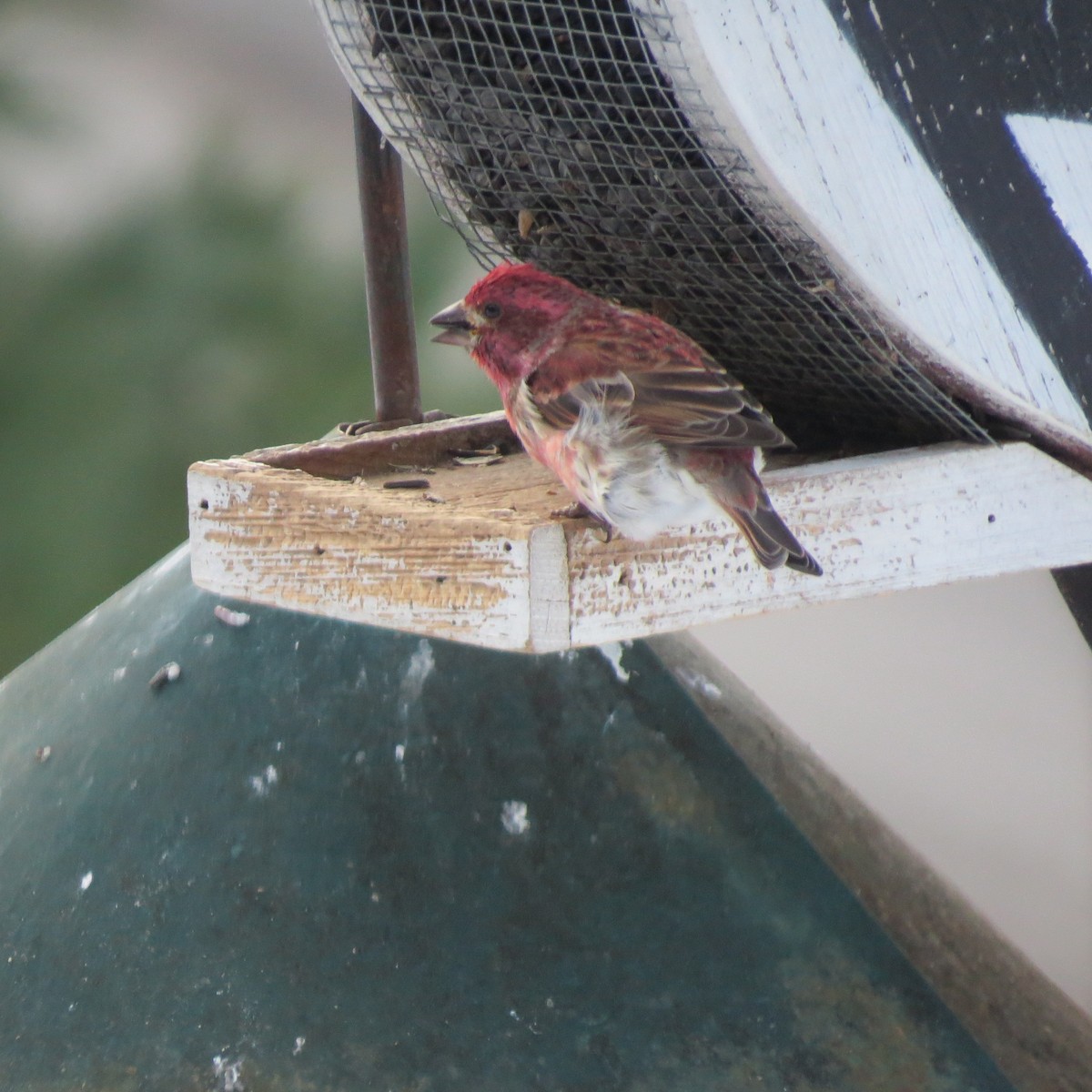 Purple Finch - ML646806933