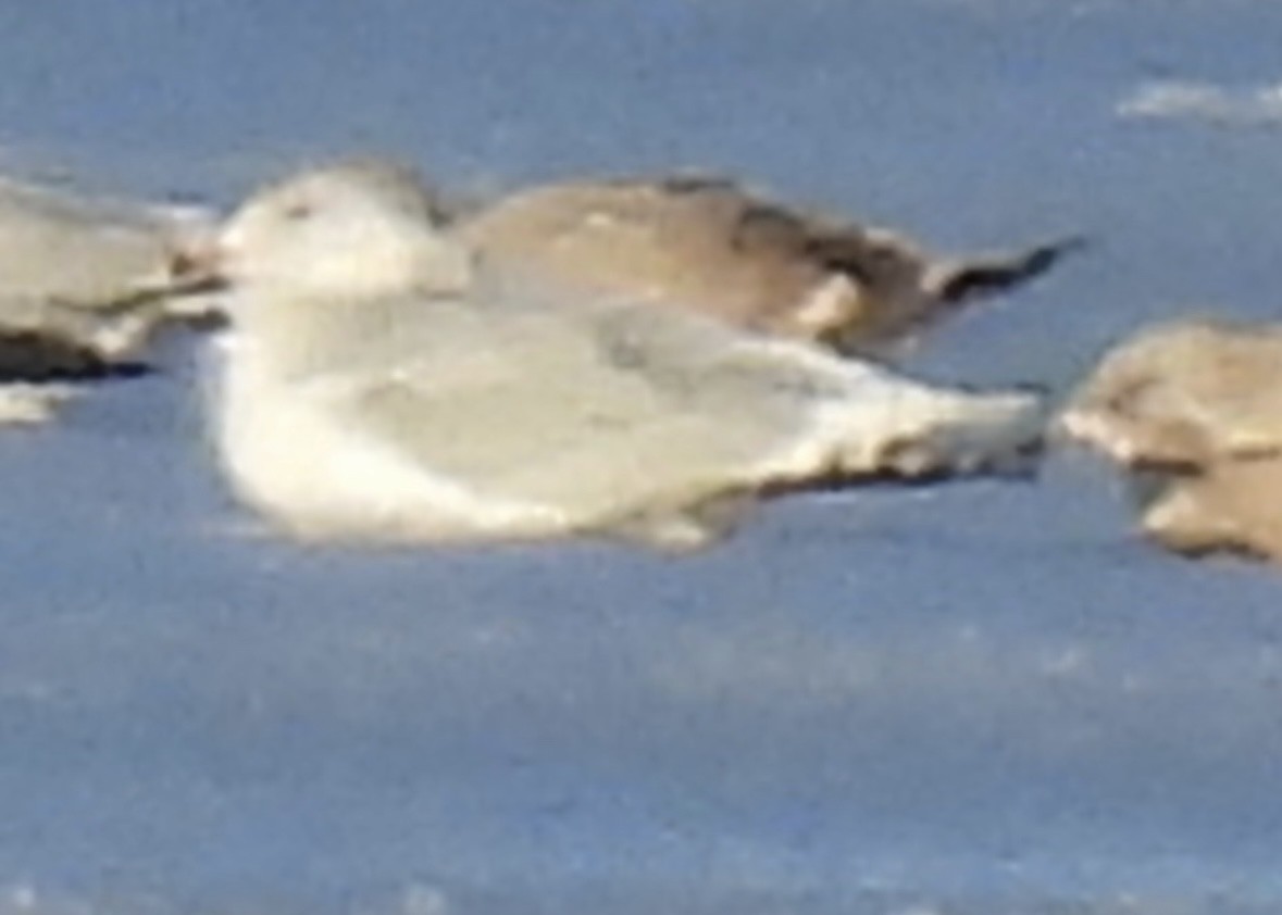 Ring-billed Gull - ML646806934
