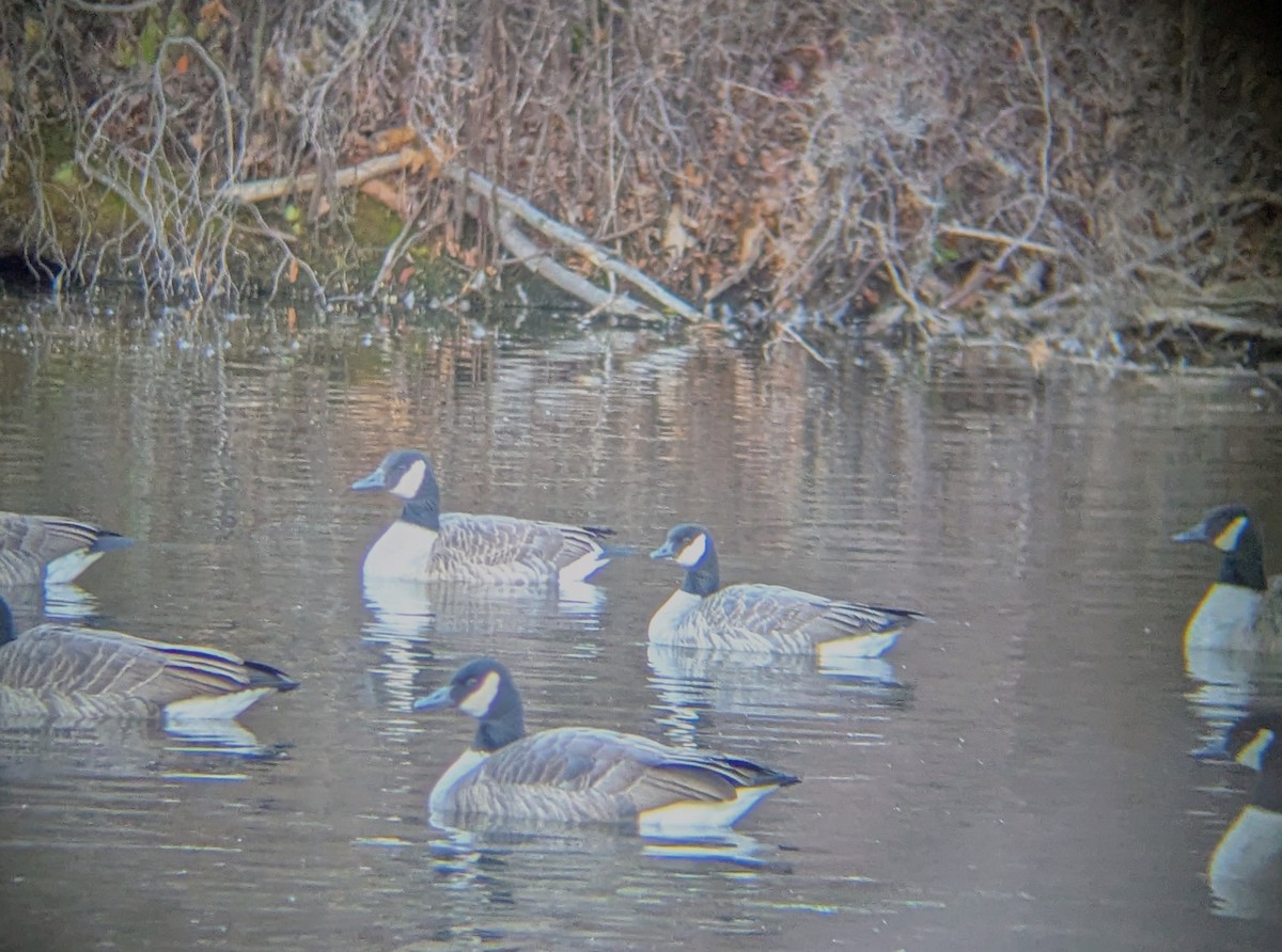 Cackling Goose - ML646806935