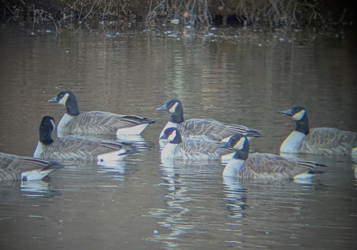 Cackling Goose - ML646806936