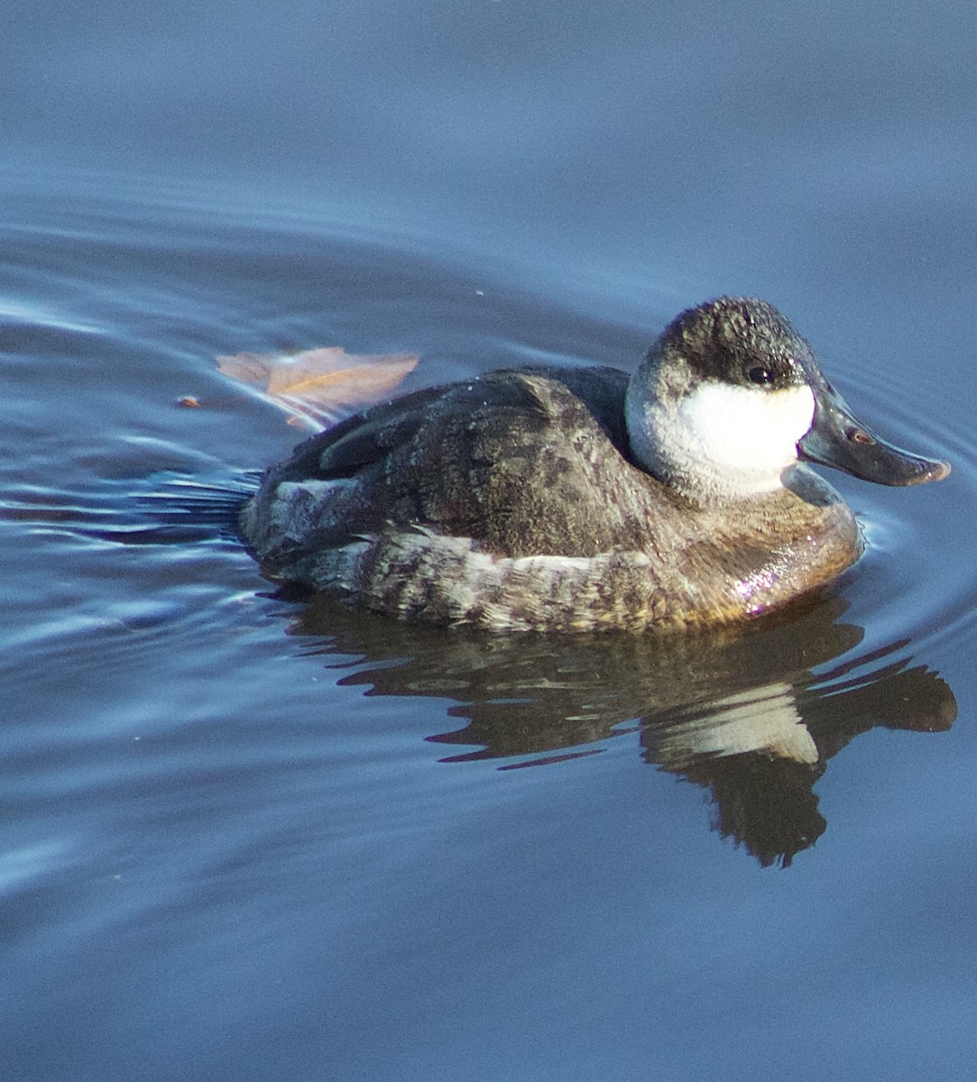 Савка американська - ML646806937