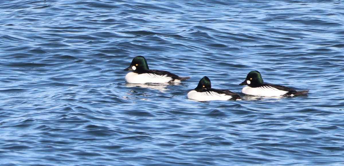 Porrón Osculado - ML646806938