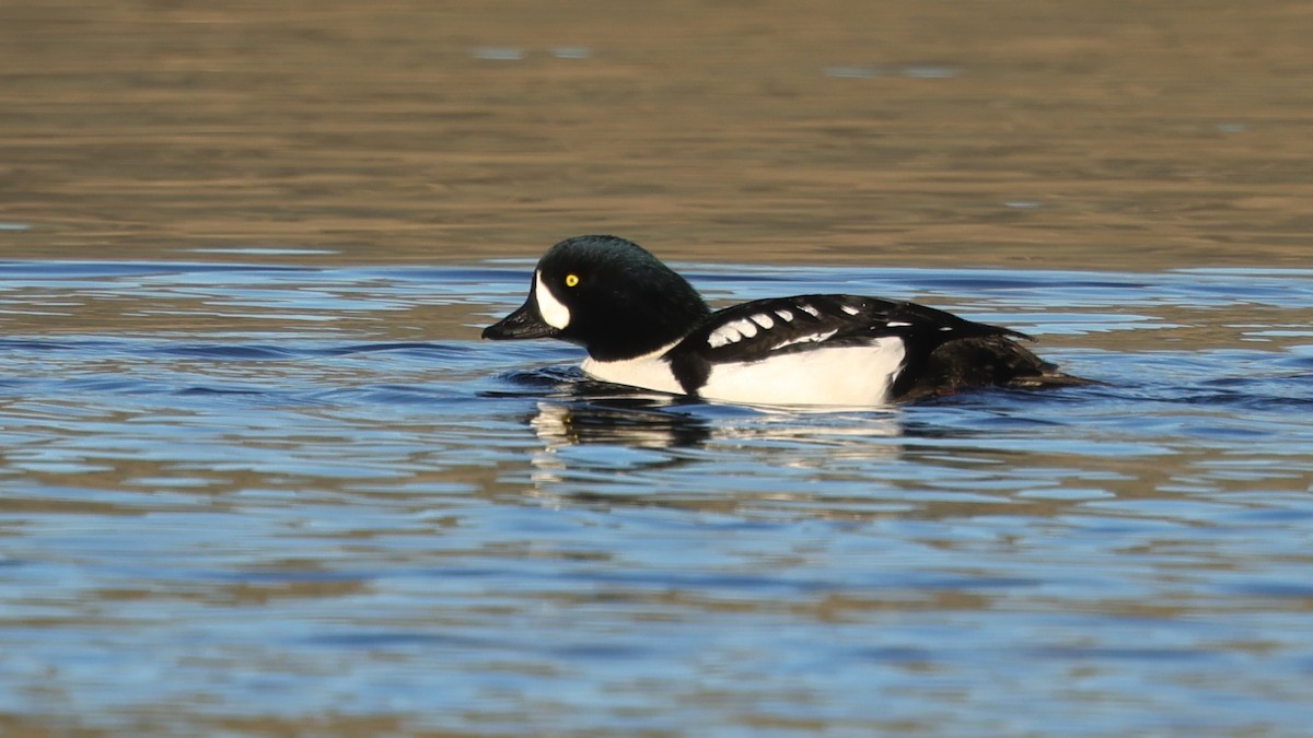 Barrow's Goldeneye - ML646806939
