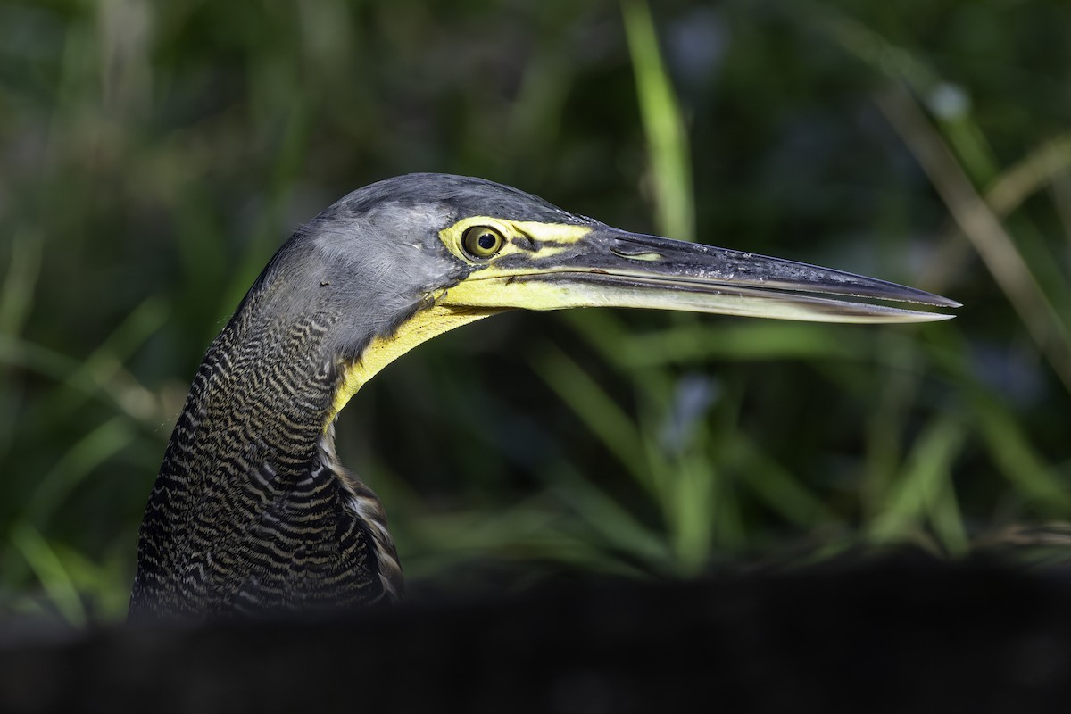 Bare-throated Tiger-Heron - ML646806948