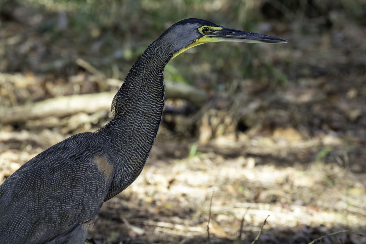 Bare-throated Tiger-Heron - ML646806950