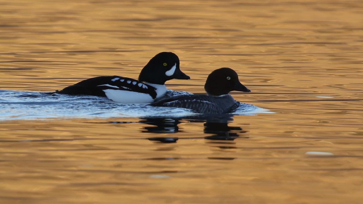 Barrow's Goldeneye - ML646806951