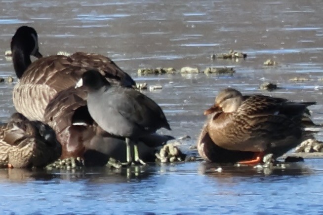 American Coot - ML646806952