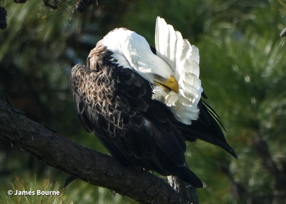 Itsas arrano buruzuria - ML646806953