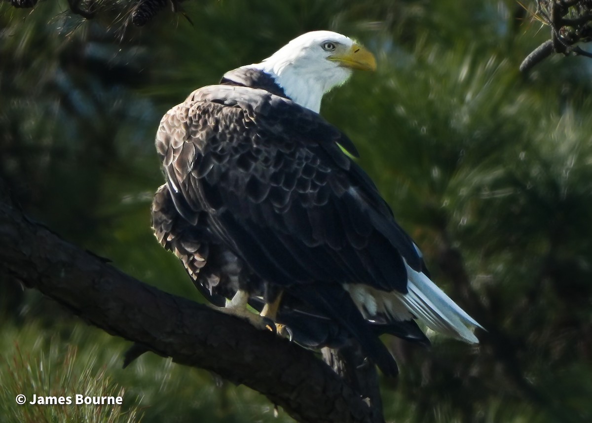 Itsas arrano buruzuria - ML646806954