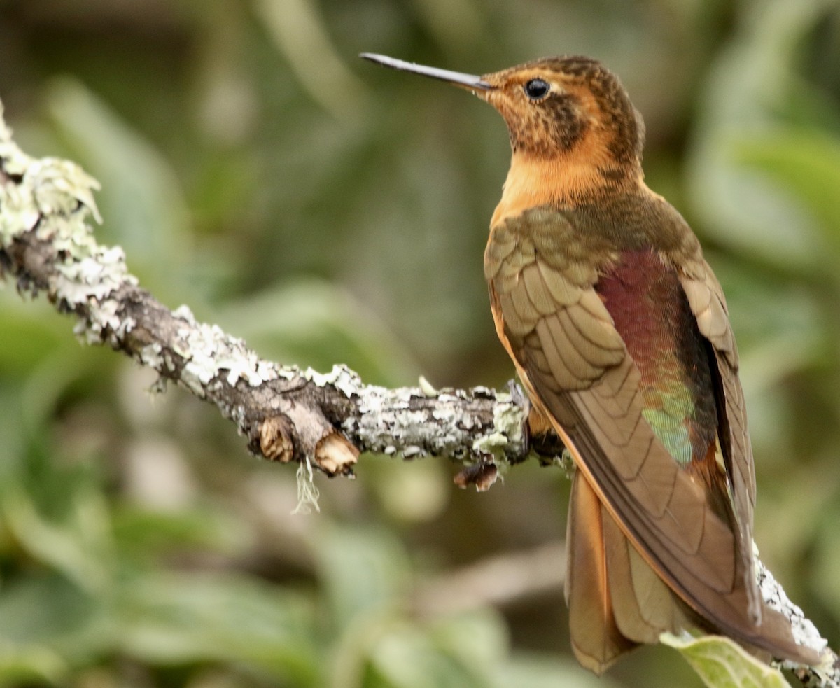 Медная ирида - ML646806960