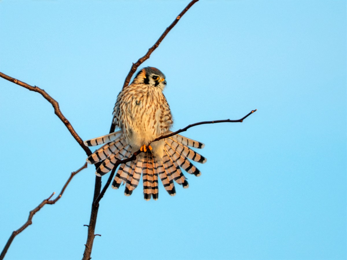 Боривітер американський - ML646806961