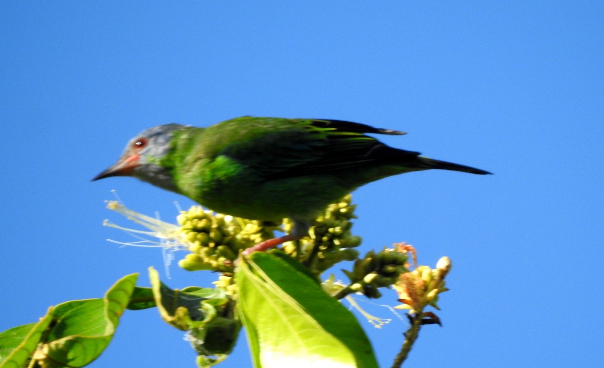Blue Dacnis - ML646806964