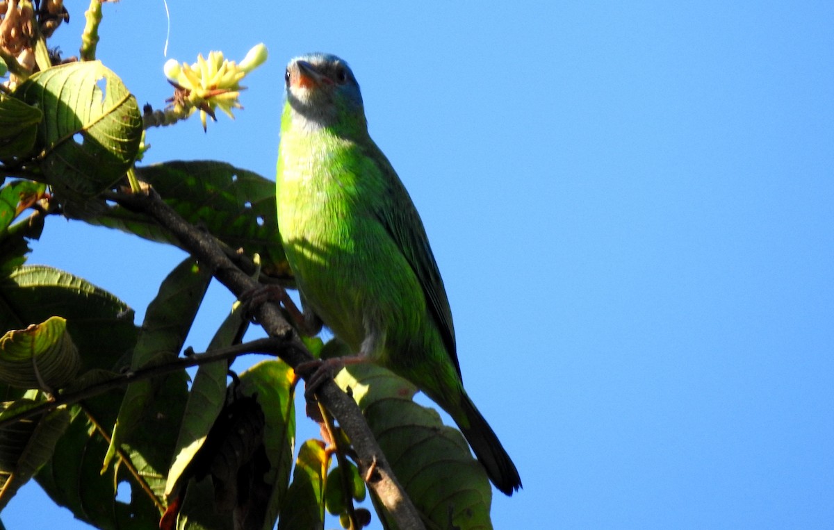 Blue Dacnis - ML646806965